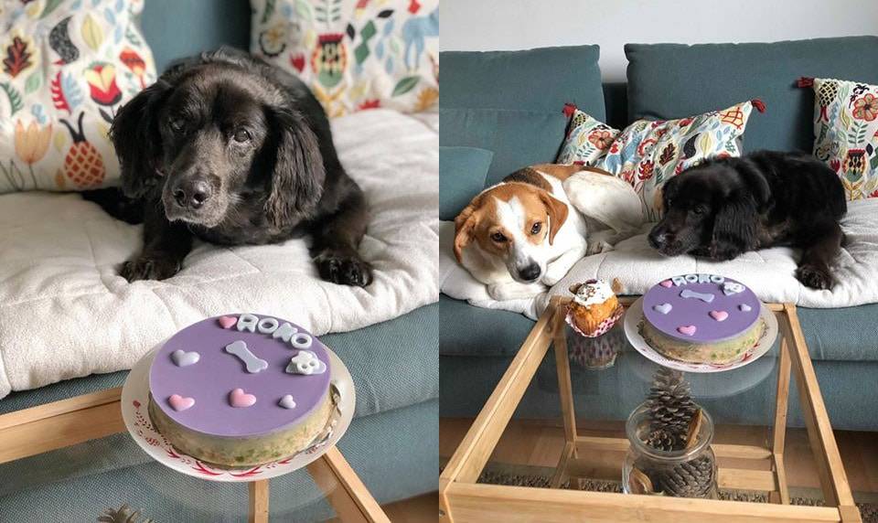 Roko i Lota, priča o psećim i ljudskim sudbinama 1 roko i lota