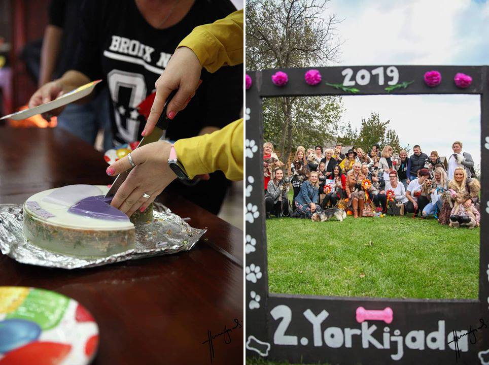 6. Yorkijada u Osijeku, uz Vau tortu i mnogo veselja 1 Yorkijada uz tortu za pse